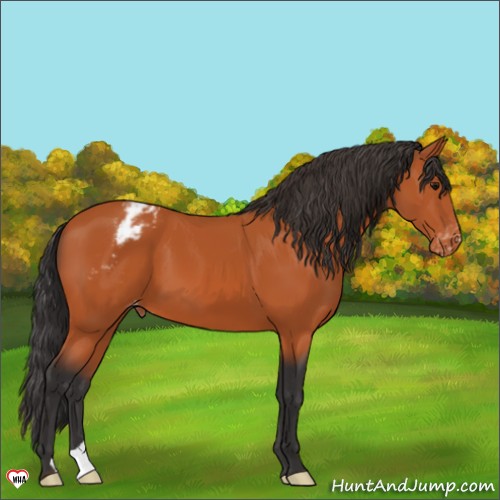 Horse Color:Bay Appaloosa 