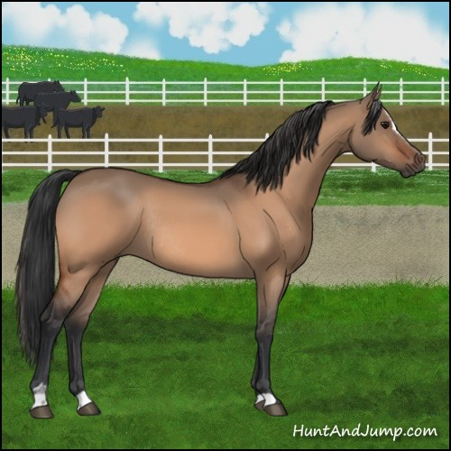 Horse Color:Bay Dun Sabino Rabicano 