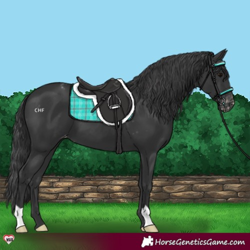 Horse Color:Black Appaloosa