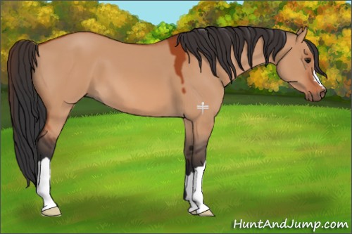 Horse Color:Bay Dun 
