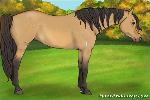 Horse Color:Buckskin Dun 