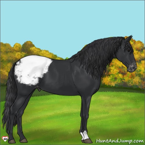 Horse Color:Black Appaloosa 