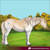 Horse Color:White Spotted Red Dun Rabicano 