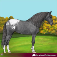 Horse Color:Black Appaloosa 