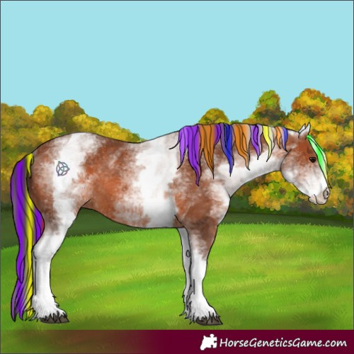 Horse Color:Painted White Spotted Bay Rabicano 