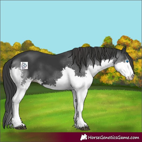 Horse Color:Black Splash