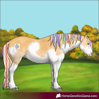 Horse Color:Painted Palomino Splash Rabicano 