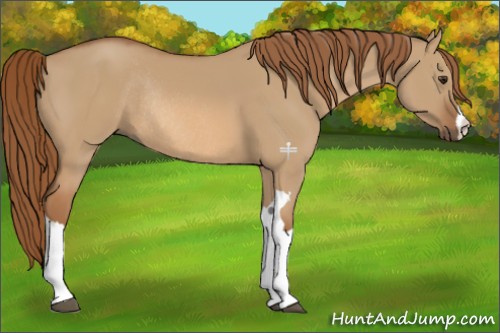 Horse Color:Red Dun Rabicano 