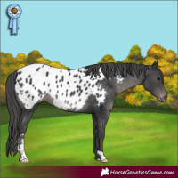 Horse Color:Black Sabino Appaloosa