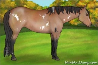 Horse Color:White Spotted Brown 