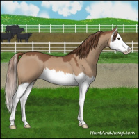 Horse Color:Red Dun Splash 
