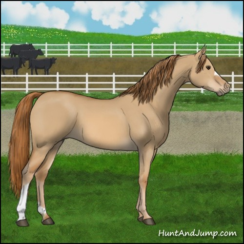 Horse Color:Red Dun 