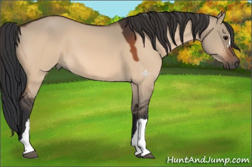 Horse Color:Bay Dun 