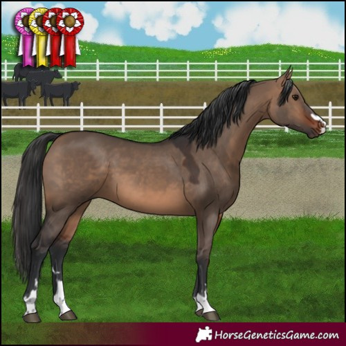 Horse Color:Brown Dun 