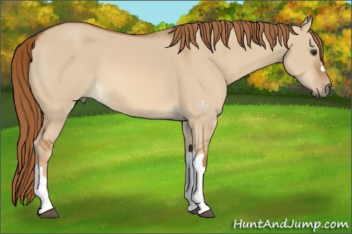 Horse Color:Red Dun 
