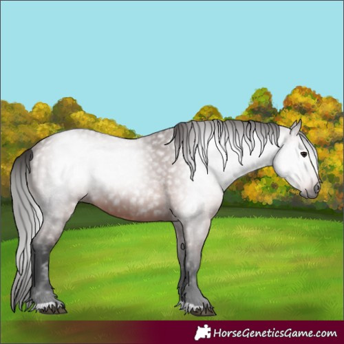Horse Color:Gray Bay 