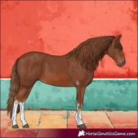 Horse Color:White Spotted Chestnut 