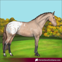 Horse Color:Bay Dun Appaloosa 