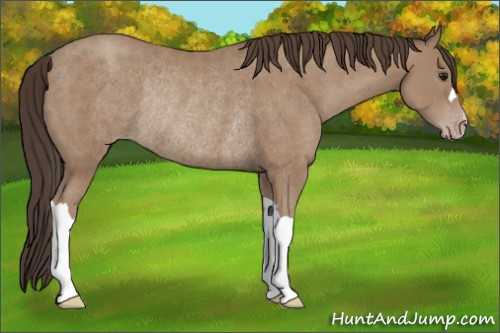 Horse Color:Classic Champagne Rabicano