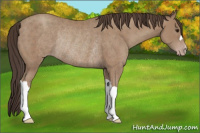 Horse Color:Classic Champagne Rabicano