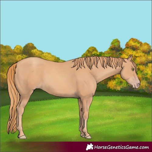 Horse Color:Gold Champagne Rabicano 