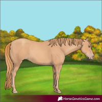 Horse Color:Gold Champagne Rabicano 