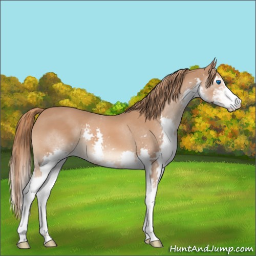 Horse Color:Chestnut Sabino Splash