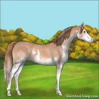 Horse Color:Chestnut Sabino Splash 