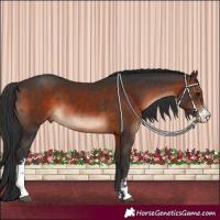Horse Color:Brown Sabino 
