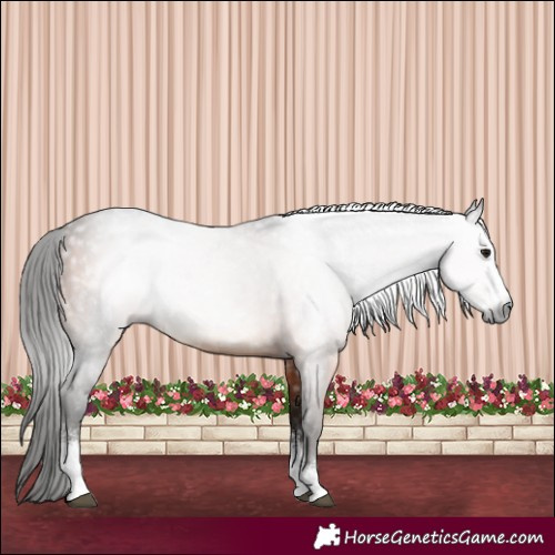 Horse Color:Gray Bay Sabino 