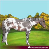 Horse Color:White Spotted Bay Appaloosa