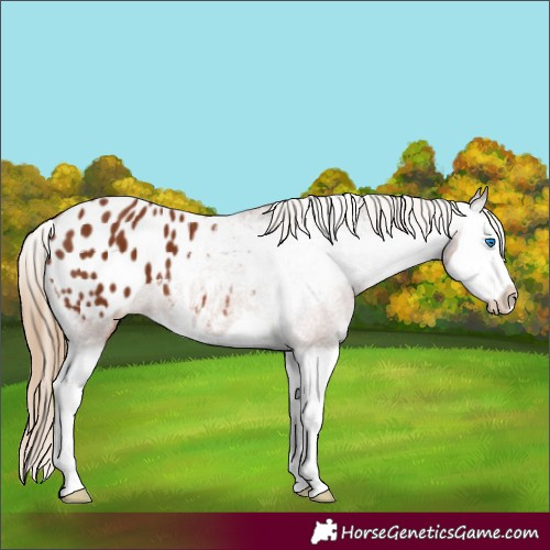 Horse Color:Chestnut Splash Appaloosa 