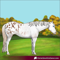 Horse Color:Chestnut Splash Appaloosa 