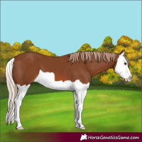 Horse Color:Chestnut Splash 
