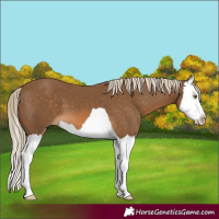 Horse Color:Chocolate Palomino Splash