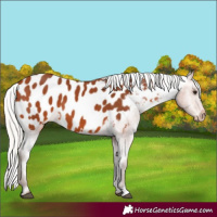 Horse Color:Silver Bay Appaloosa 