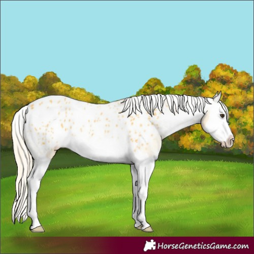Horse Color:Palomino Splash Appaloosa 