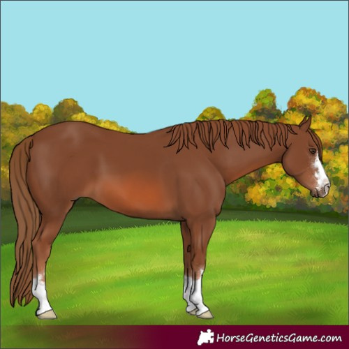 Horse Color:Chestnut 