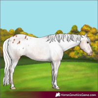 Horse Color:Silver Bay Appaloosa 
