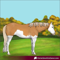 Horse Color:Palomino Splash