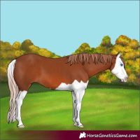 Horse Color:Chestnut Splash