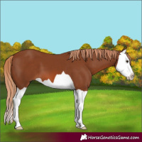 Horse Color:Chestnut Splash 