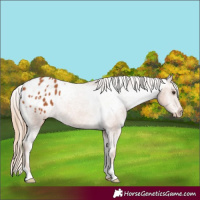 Horse Color:Chestnut Appaloosa 