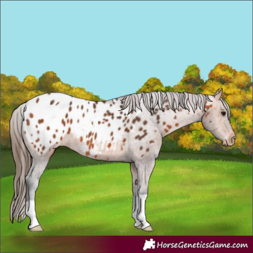 Horse Color:Bay Appaloosa 