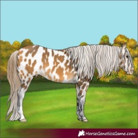 Horse Color:Buckskin Near Leopard