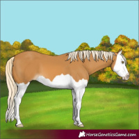 Horse Color:Palomino Splash