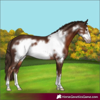 Horse Color:Liver Chestnut Frame 