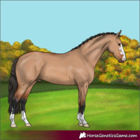 Horse Color:Bay Dun