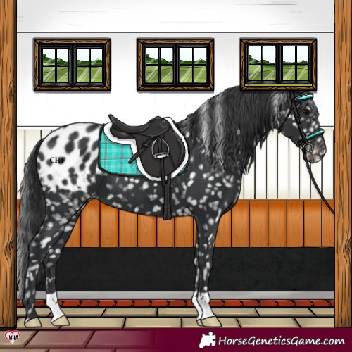 Horse Color:Black Appaloosa 