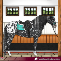 Horse Color:Black Blanket 